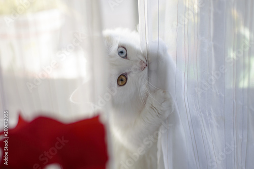 Un precioso gato blanco con un ojo de cada color en una casa mordiendo una cortina blanca con un toque de color rojo al lado izquierdo