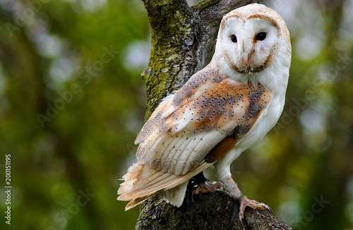 Solitary Barn Owl Perched on a large branch with a natural green bush background