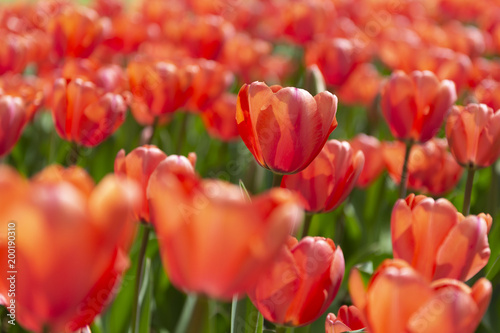 Red tulip background.