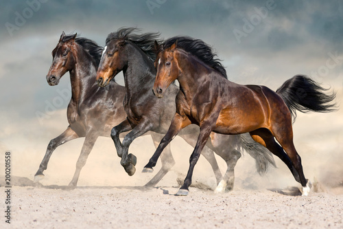 Wild horses run in dark desert dust