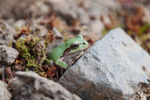 a frog awaken from hibernation / 冬眠から覚めたアマガエル(横から)