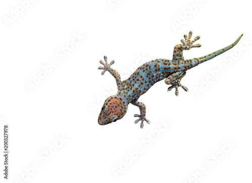 Gecko on wall top view isolated on white background with clipping path.