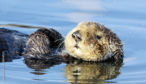 Curious Sea Otter (Enhydra lutris) floating in Santa Cruz Harbor. Santa Cruz, California, USA.
