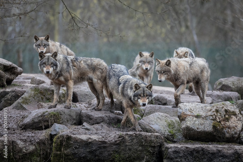 Grey Wolf Animal