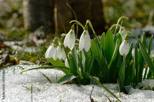 Schneeglöckchen; galanthus; snowdrop;