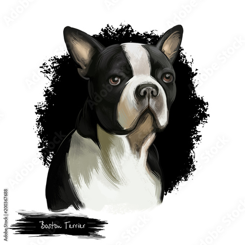 Boston Terrier dog breed isolated on white background digital art illustration. Boston Terrier is a compactly built, well-proportioned dog, black and white dog portrait, domestic puppy pet