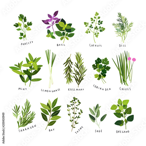 Clip art illustrations of herbs and spices such as parsley, basil, chervil, dill, mint, lemongrass, rosemary, coriander, chives, tarragon, bay leaves, thyme, sage and oregano