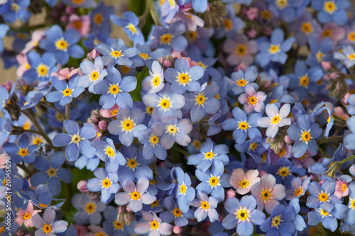 Background with flowers forget-me-not flowers, blur, soft focus