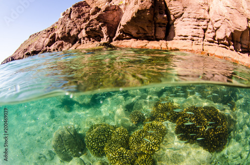 Sceny rafy koralowej Morza Corteza, Baja California Sur, Meksyk.