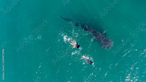 People snorkeling with a whale shark