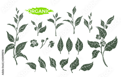 Vector natural set of green tea branch