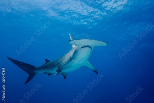 Great hammerhead shark Bahamas Bimini