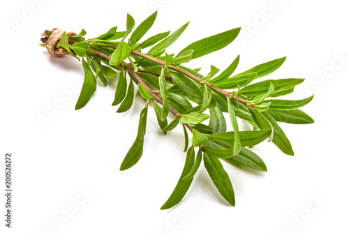 Sprig of thyme, isolated on white background.