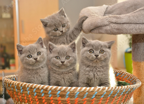 Four cute British blue kittens are sitting in a basket. Look at the camera.