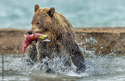 The bear catches the salmon - Kamchatka, Russia