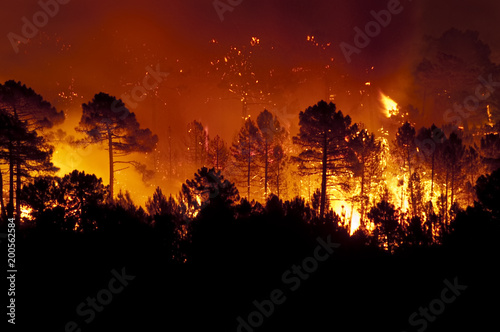 Forest fire, Pinus pinaster, Guadalajara (Spain)