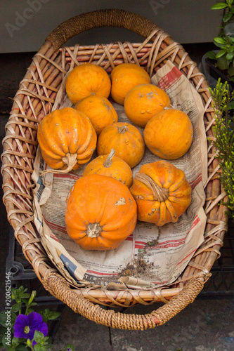 Pumpkins in a basket to be used for cooking