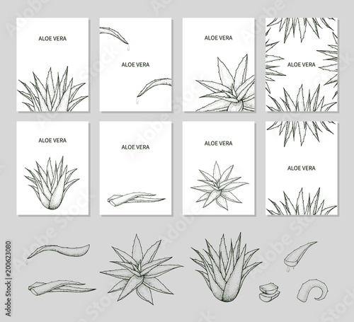 Set of templates with Aloe Vera.