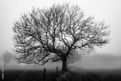 morning tree in black and white