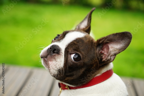 Boston Terrier puppy