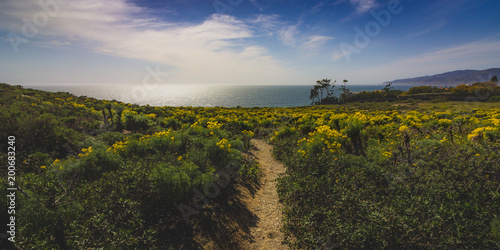 Point Dume Spring Wildflowers