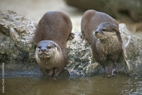 Otters watching