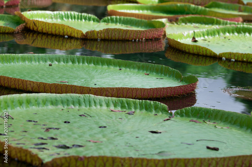 Beautiful giant water lily leaves in botanical garden in Mauritius