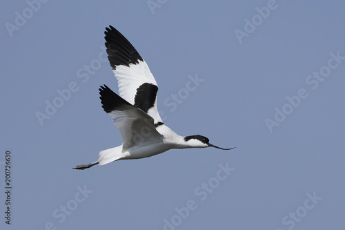 Pied avocet (Recurvirostra avosetta)