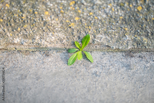 Grass broke through the crack in the pavement. Power of nature