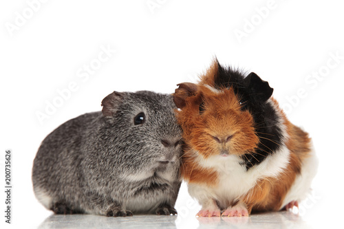 lovely guinea pig couple sitting