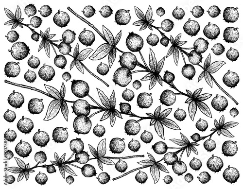 Hand Drawn Background of Fresh Calafate Berries