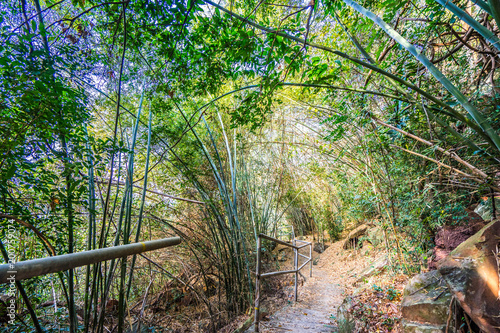 Bamboo forest on the mountain.
