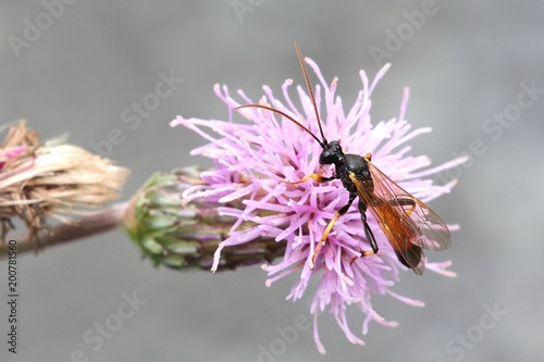 Ichneumon parasitic wasp (Ichneumonidae) and creeping thistle