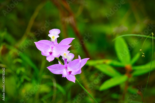 Tuberous Grass-pink - Calopogon tuberosus - a pink orchid wildflower growing in a boggy swampy areas of Bemidji State Park in Minnesota.