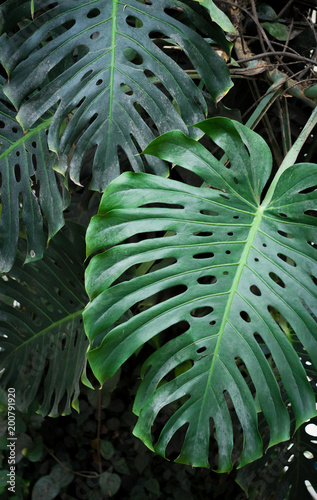 monstera tropical foliage closeup