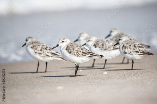 Sanderlings at the Shore