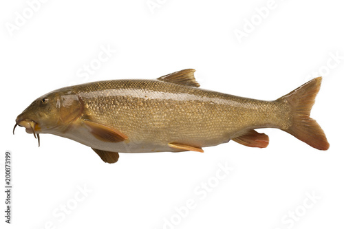 Isolated barbel fish