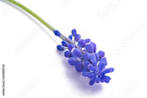 muscari (grape hyacinth)