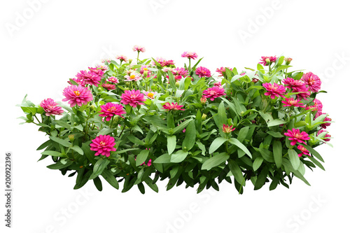 flower bush tree isolated with clipping path