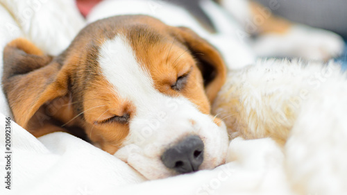 Beagle puppy sleeping
