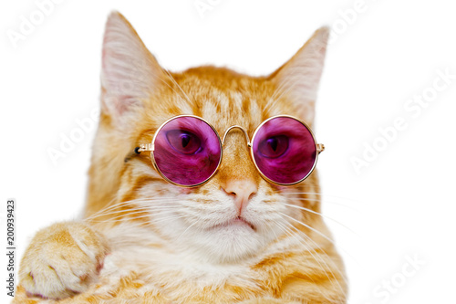 Closeup portrait of funny ginger cat wearing colored glasses isolated on white