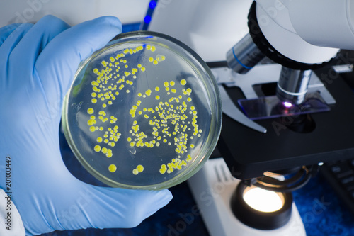 Close-up laboratory microscope. Analysis of bacterial culture under a microscope. Study of bacteria under a microscope. Scientific research in the laboratory.