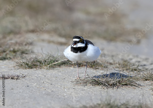 A current male of a ringer plover in breeding plumage runs along the sand to drive out an opponent