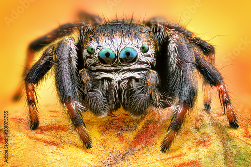 Extreme sharp and detailed portrait of polish jumping spider macro 