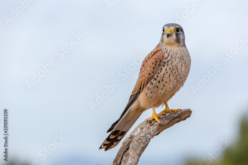portrait of a common kestrel (Falco tinnunculus) perched on a log with blue background