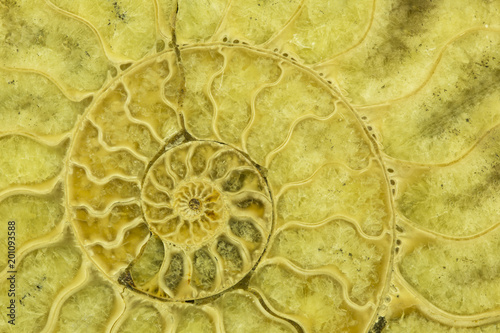 Great ammonite shell viewed in section, revealing the internal chambers and septa. Large polished examples are prized for their aesthetic, and scientific, value. Creative background photography.