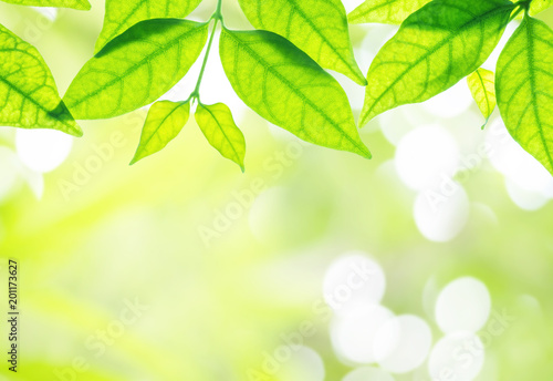 Closeup fresh green leaves on blurred abstract light spot bokeh in the park background with copy space