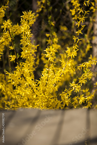 Żółty kwiat 