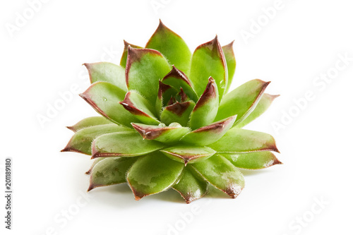 Common houseleek (Sempervivum tectorum) isolated on white background