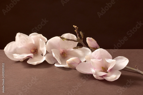 kwiat magnilii, biała magnolia, bukiet, kwiatowy, beuty, roślina, kwiaty, makro, kocham, flora, nastrojowy, dekoracja, swieży, magnolia w wodzie, piękny kwiat, subtelny, zapach, woń, węch, bukiet magn